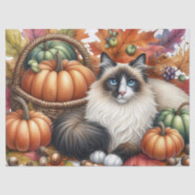 Automne Citrouille Automne Feuilles Ragdoll Chat