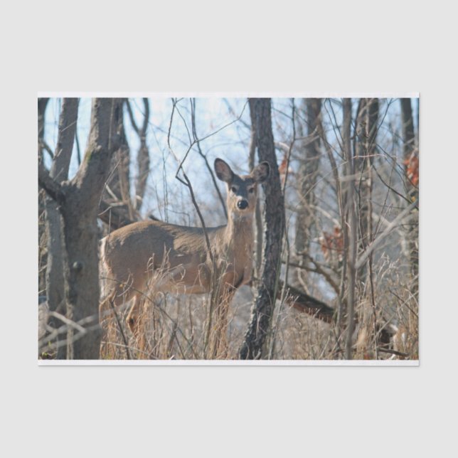 Papier Mousseline automne de Deer Woods (Recto)