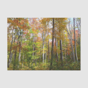 Papier Mousseline Automne Forêt I Automne Paysage Photographie