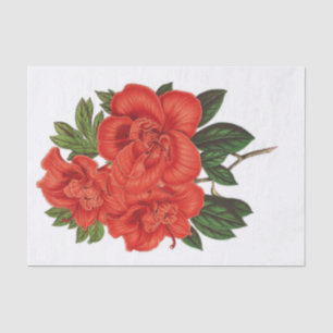 Papier Mousseline Azalea (indica) Grand-duché, Découpage