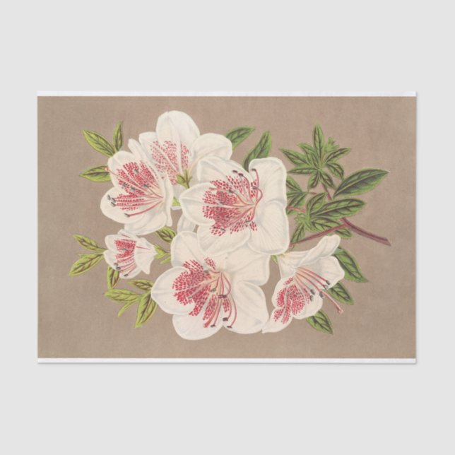 Papier Mousseline Azalea (indica) Reine des Pays-Bas par Lemaire (Recto)