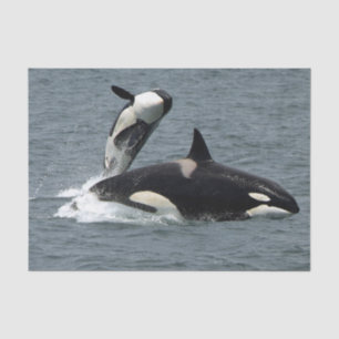 Papier Mousseline Baleines tueuses de l'Alaska