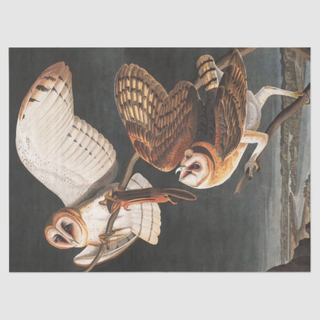 Papier Mousseline Barn Owl par John James Audubon (Recto)