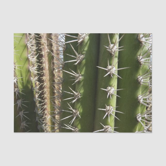 Papier Mousseline Barrel Cactus II Désert Nature Photo (Recto)