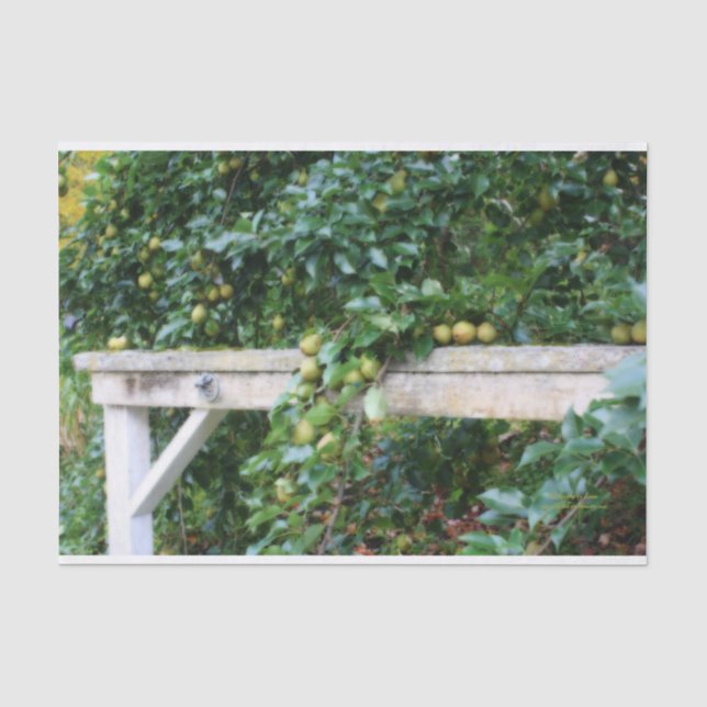 Papier Mousseline Bartlett Pears On Tree Orton Effet Decoupage (Recto)