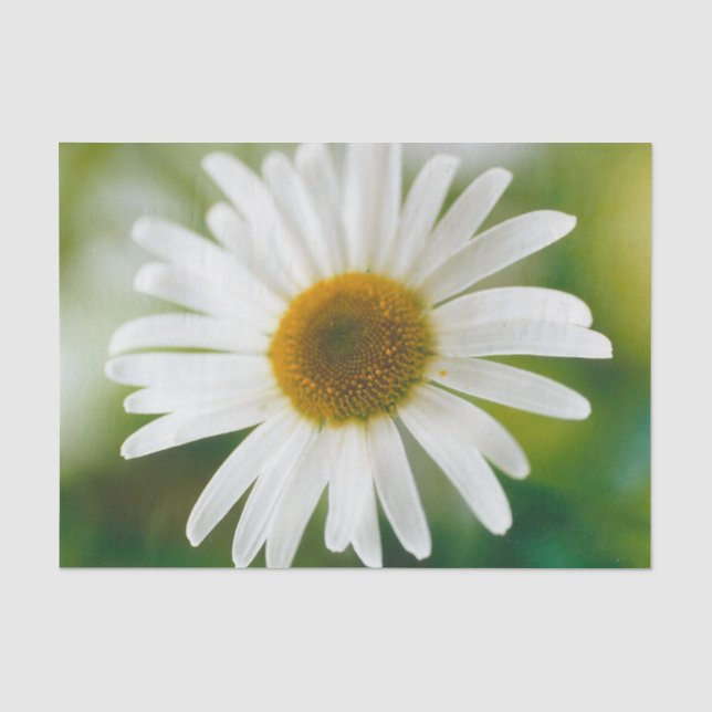Papier Mousseline Basière oculaire blanche - Leucanthemum vulgare (Recto)