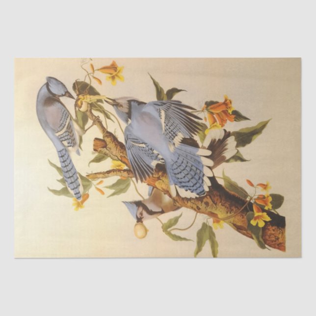 Papier Mousseline Beau mobilier découpage Blue Jays (Recto)