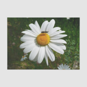 Papier Mousseline Bee on Daisy Alaskan Summer Nature