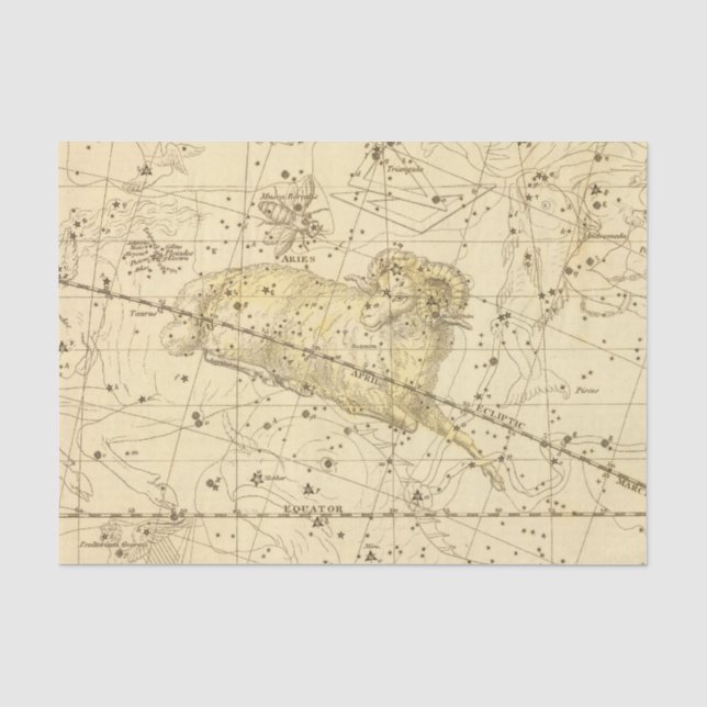 Papier Mousseline Bélier, Musca Borealis (Recto)