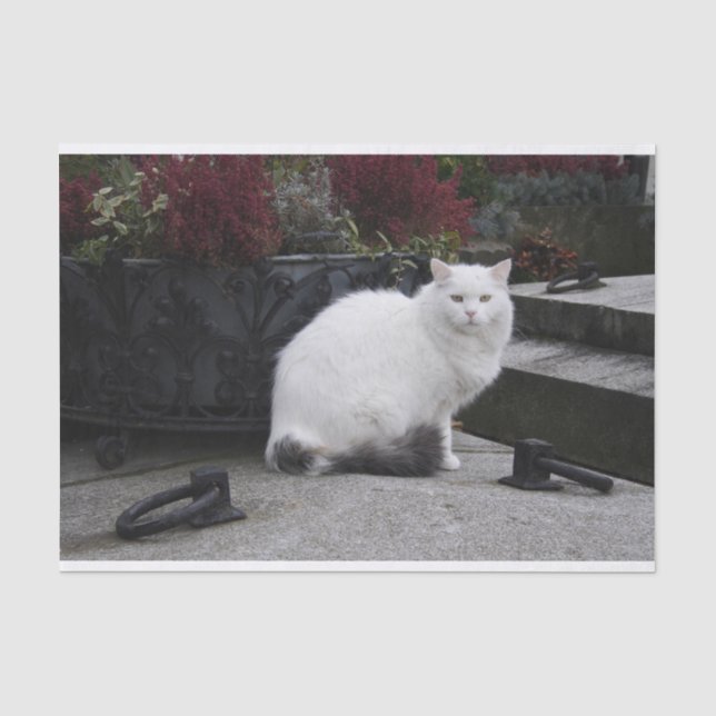 Papier Mousseline Belle Chat Blanc Sur Une Grave (Recto)