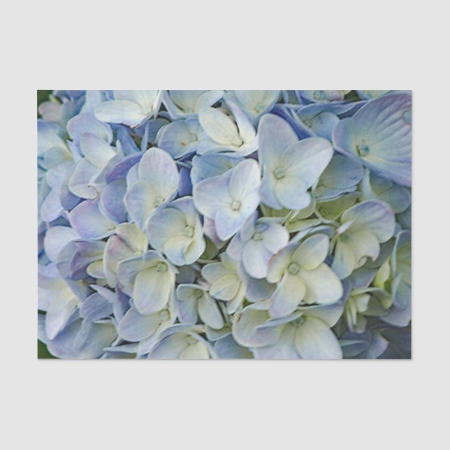 Papier Mousseline Belle Hydrangée Bleue Fleurs Photo (Recto)
