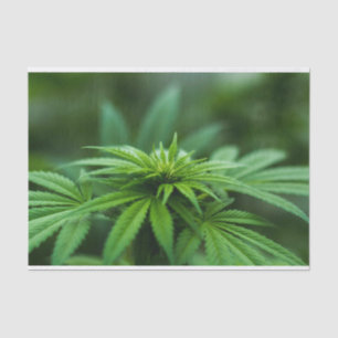 Papier Mousseline Belle mauvaise herbe