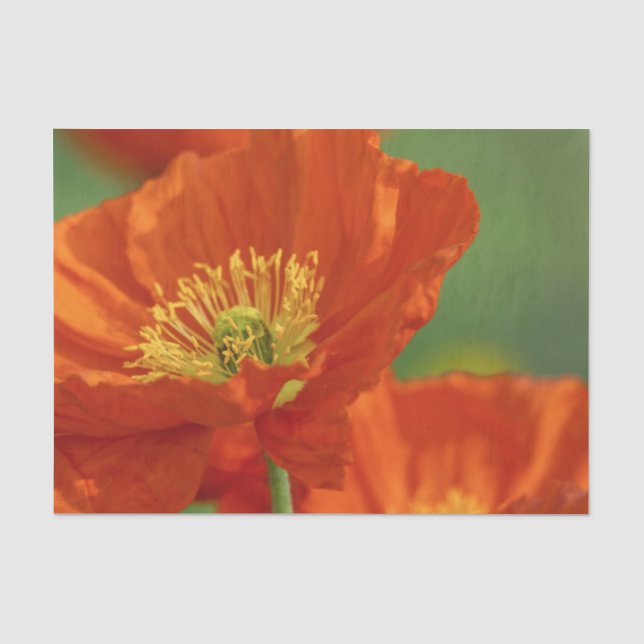 Papier Mousseline Belle Pavot Rouge (Recto)