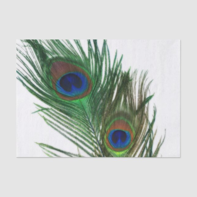 Papier Mousseline Belle plume blanche de paon (Recto)
