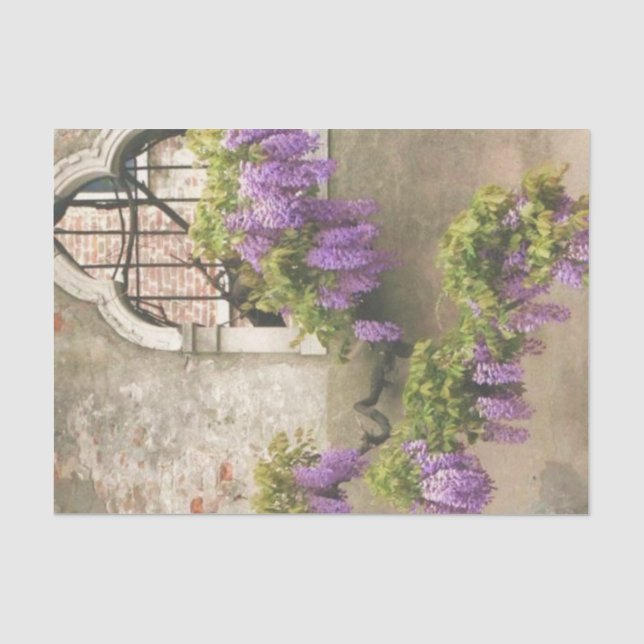 Papier Mousseline Belle Wisteria remise sur fenêtre gothique (Recto)