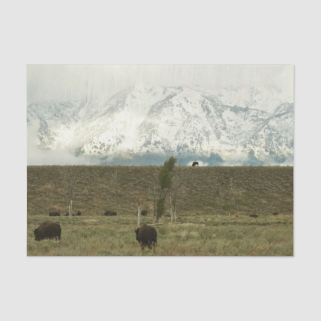 Papier Mousseline Bison à Grand Teton National Park Photographie (Recto)