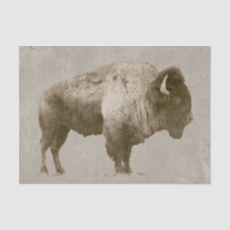 Papier Mousseline Bison américain