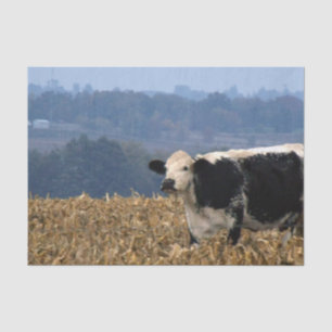 Papier Mousseline Black and White Cow grazes in freshly plowed field