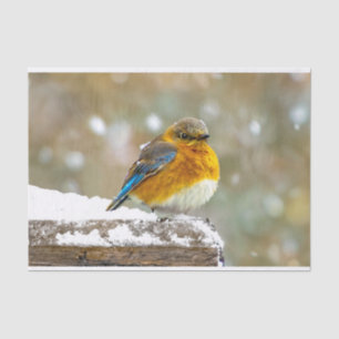 Papier Mousseline Bleuet de l'Est en neige - Photo originale