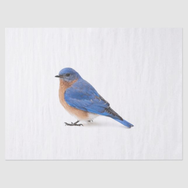 Papier Mousseline Bluebird (Recto)