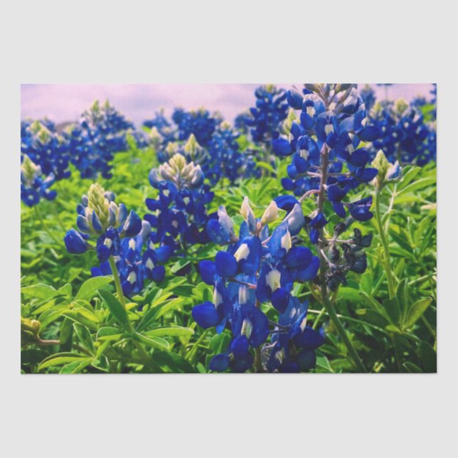 Papier Mousseline Bluebonnets Blue Floral Texas Texan Elegant (Recto)