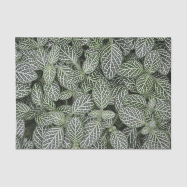 Papier Mousseline Botanique Feuille Plante verte (Recto)
