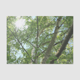 Papier Mousseline bouleau vert sur arbre contre ciel bleu