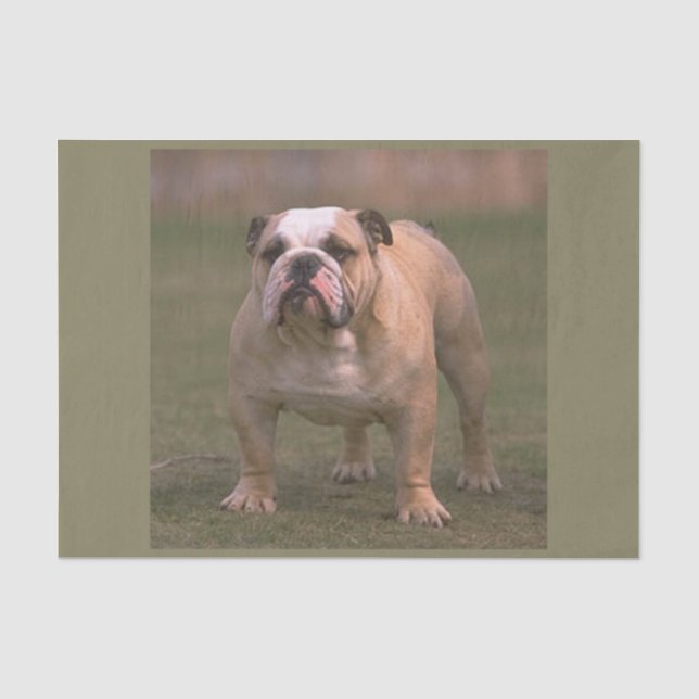 Papier Mousseline bouledogue complètement 2 (Recto)