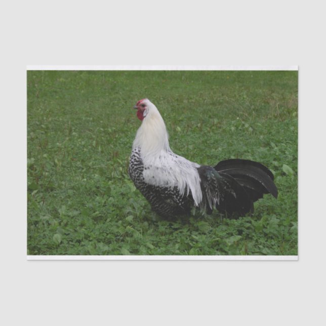 Papier Mousseline Brakel Hahn (Recto)