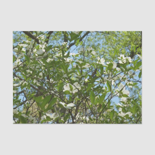 Papier Mousseline Branche of Dogwood Blossoms Spring Trees (Recto)
