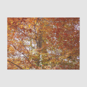 Papier Mousseline Branches de la nature d'automne Feuille orange