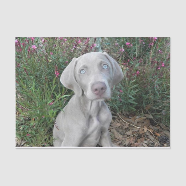 Papier Mousseline Brooklyn's Garden Party - Weimaraner Dog  (Recto)