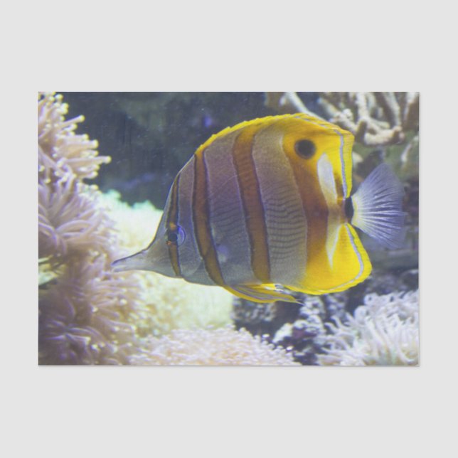 Papier Mousseline Butterflyfish jaunes et blancs de Copperband d'eau (Recto)