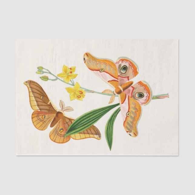 Papier Mousseline Cabinet d'Entomologie orientale Pl XX1 (Recto)