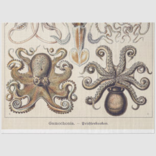 Papier Mousseline Calmar de poulpe vintage par Ernst Haeckel