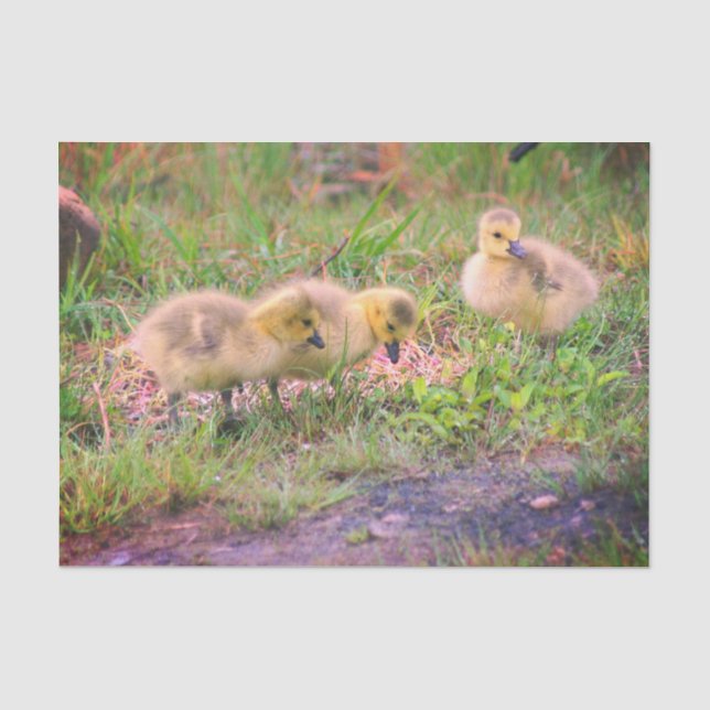 Papier Mousseline Canada Goose Baby Faune Découpage (Recto)