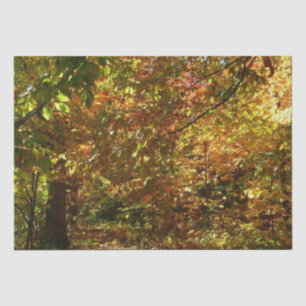 Papier Mousseline Canopée des Feuilles d'automne II Photographie d'a