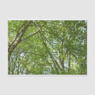 Papier Mousseline Canopée du printemps Feuille Green Nature Scene