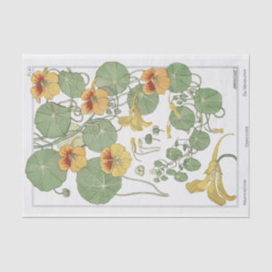 Papier Mousseline Capucine, Série de botanique d'Eugène Grasset