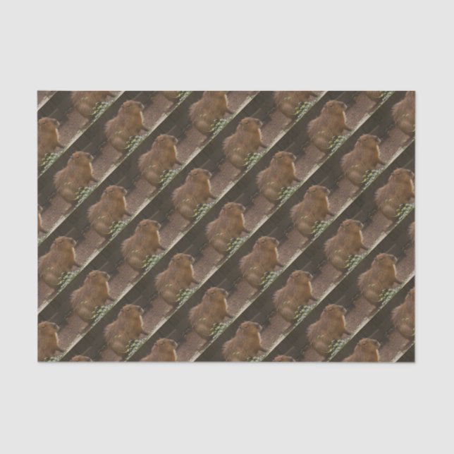 Papier Mousseline Capybara (Recto)