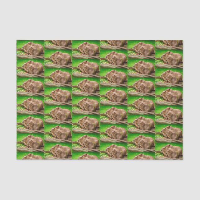 Papier Mousseline Capybara Trio (Recto)