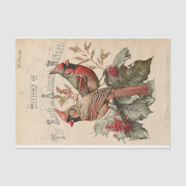 Papier Mousseline Cardinal (Recto)