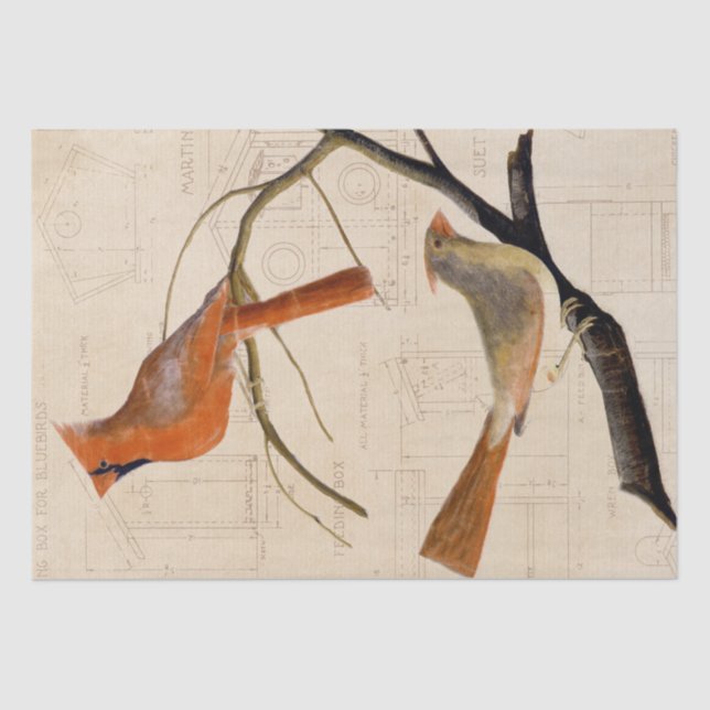 Papier Mousseline Cardinal Bird Bird Plan directeur Découpage rouge (Recto)