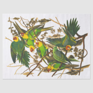 Papier Mousseline Carolina Parrot par John James Audubon