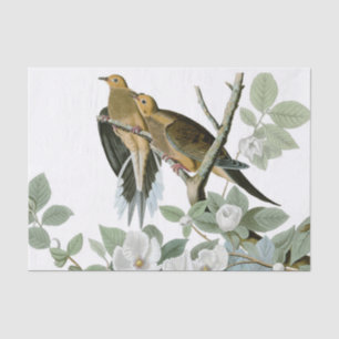 Papier Mousseline Carolina Pigeon Audubon Morning Dove