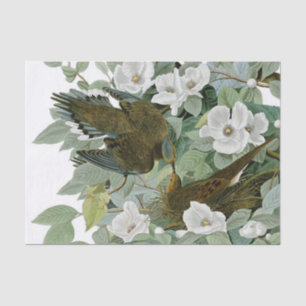 Papier Mousseline Carolina Pigeon Audubon Morning Dove