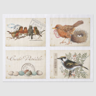 Papier Mousseline Carte Postale French Bird Nest and OEufs Set