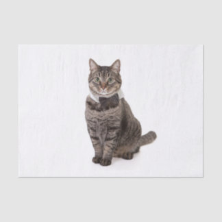 Papier Mousseline Cat à Tuxedo