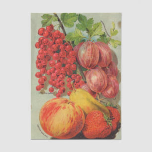 Papier Mousseline Catalogue de graines anciennes de fruits