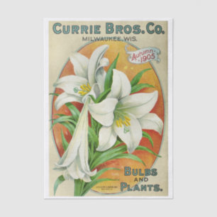 Papier Mousseline Catalogue de graines vintage Currie Bros 1905 Lys